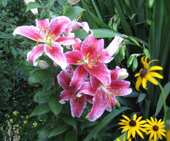Black-eyed Susans and Stargazer Lilies