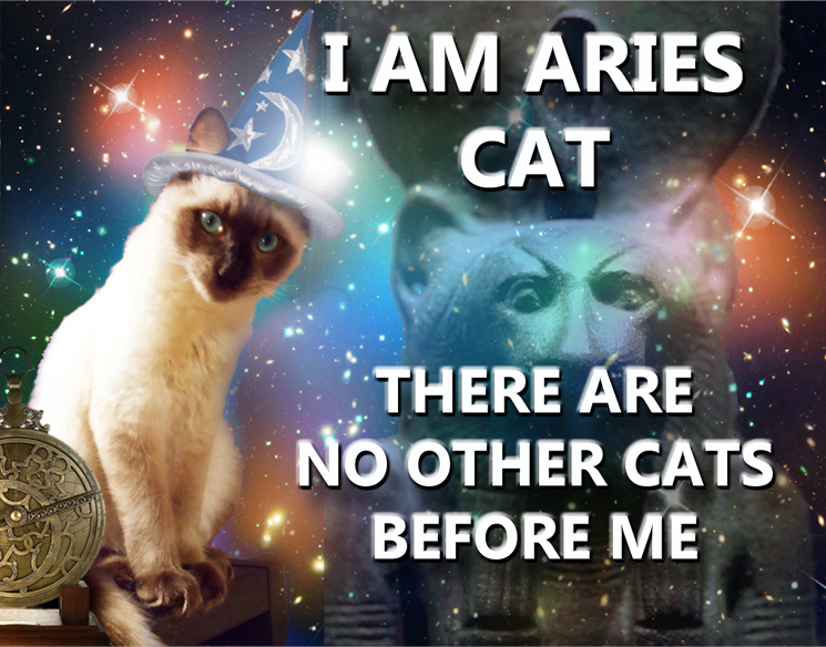 Astrology Cat Is an Aries | RealAstrologers